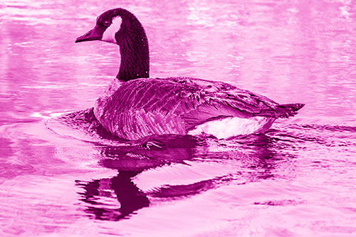 Swimming Goose Ripples Through Water (Pink Shade)
