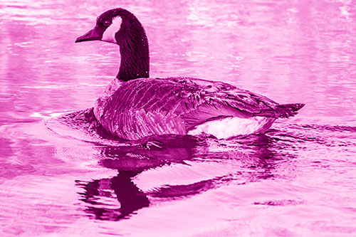 Swimming Goose Ripples Through Water (Pink Shade Photo)