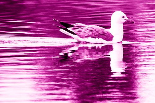 Swimming Seagull Lake Water Reflection (Pink Shade Photo)