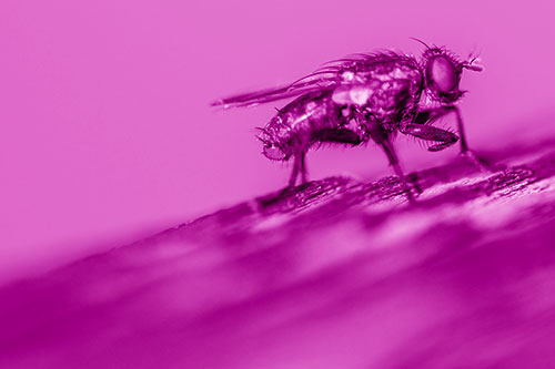 Tachinid Fly Curling Arm Among Sloping Wood (Pink Shade)