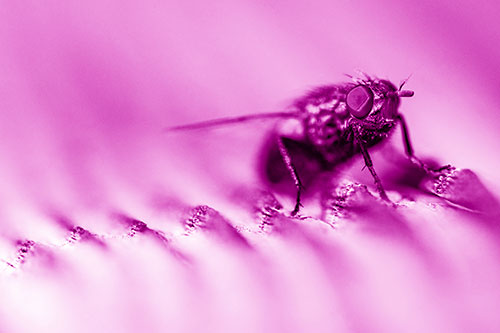Tachinid Fly Poses Among Grooved Wood (Pink Shade)