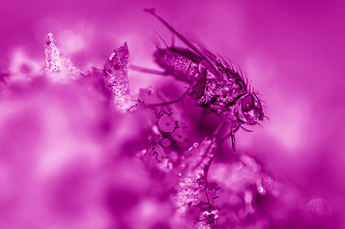 Tachinid Fly Terrorizing Aphids Among Milkweed Pod (Pink Shade)