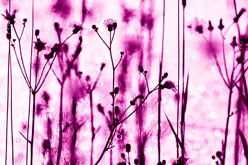 Tall Towering Stemmed Dandelion Flowers (Pink Shade Photo)