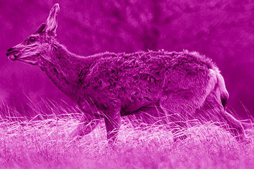 Tense Faced Mule Deer Wanders Among Blowing Grass (Pink Shade Photo)
