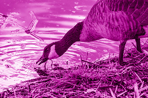 Thirsty Canadian Goose Drinking Water Along Shore (Pink Shade)