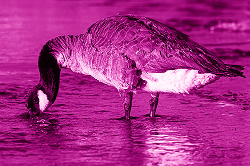 Thirsty Goose Drinking Ice River Water (Pink Shade Photo)