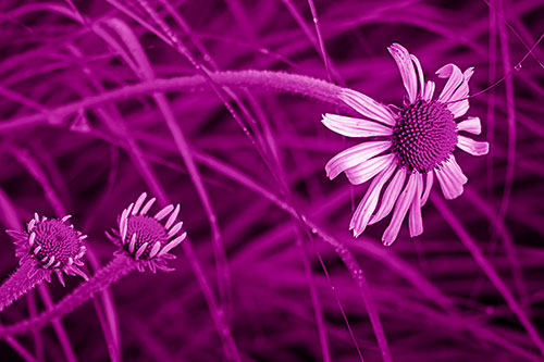Three Blossoming Coneflowers Among Light Dewy Grass (Pink Shade Photo)