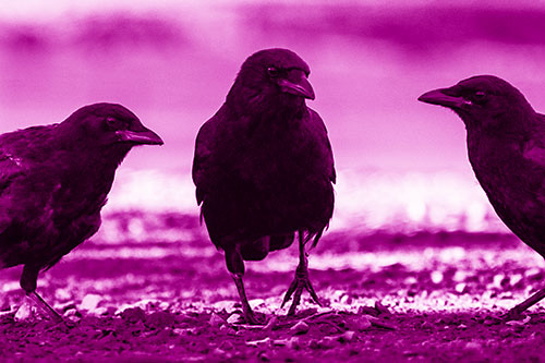 Three Crows Plotting Their Next Move (Pink Shade Photo)