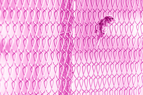 Tiny Cassins Finch Bird Clasping Chain Link Fence (Pink Shade Photo)