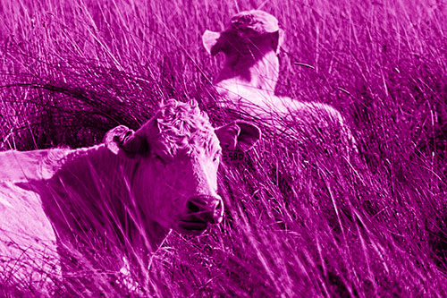 Tired Cows Lying Down Among Grass (Pink Shade Photo)
