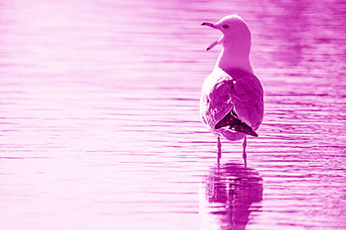 Tired Seagull Yawning Among Shallow Water (Pink Shade)