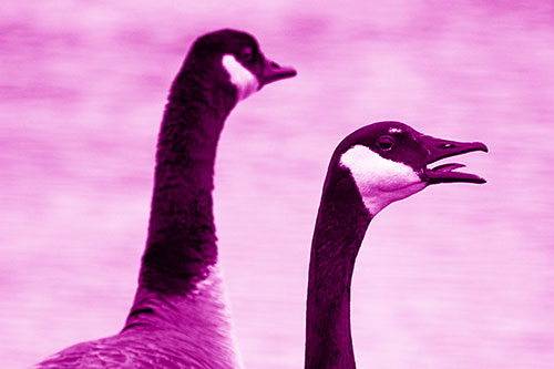 Tongue Screaming Canadian Goose Honking Towards Intruders (Pink Shade Photo)