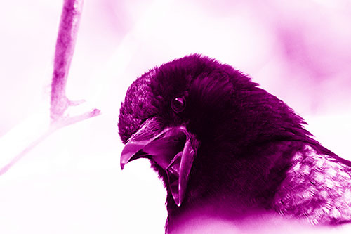 Tongue Screaming Crow Among Light (Pink Shade Photo)