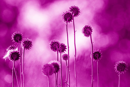 Towering Nodding Thistle Flowers From Behind (Pink Shade Photo)