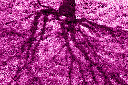 Tree Branch Shadows Creepy Crawling Over Dead Grass (Pink Shade Photo)