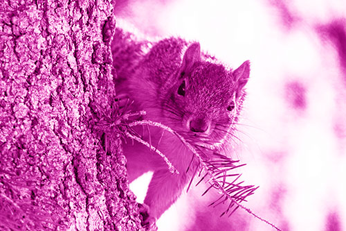 Tree Peekaboo With A Squirrel (Pink Shade Photo)