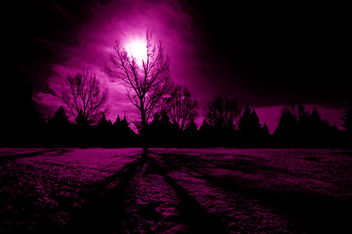 Tree Silhouette Holds Sun Among Darkness (Pink Shade Photo)