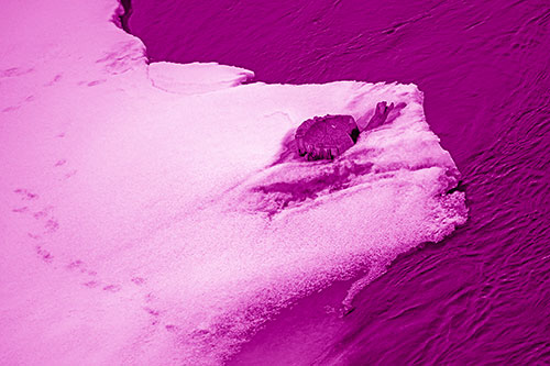 Tree Stump Eyed Snow Face Creature Along River Shoreline (Pink Shade Photo)