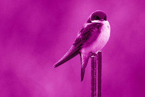 Tree Swallow Keeping Watch (Pink Shade Photo)
