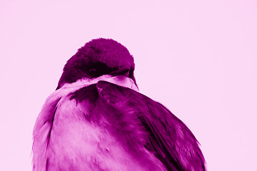 Tree Swallow Watching Surroundings (Pink Shade Photo)
