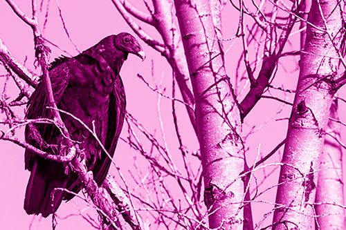 Turkey Vulture Perched Atop Tattered Tree Branch (Pink Shade Photo)
