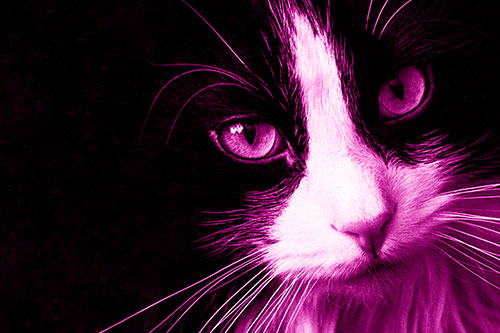 Tuxedo Cat Stares Among Darkness (Pink Shade)