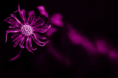 Twirling Aster Flower Among Darkness (Pink Shade Photo)