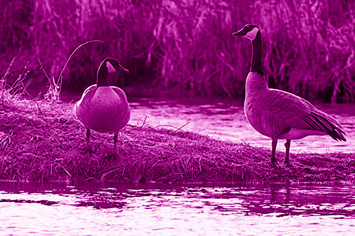 Two Canadian Geese Enjoying Sunset Among Shoreline (Pink Shade)