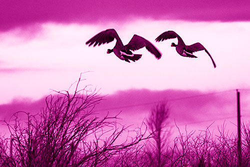 Two Canadian Geese Flying Over Trees (Pink Shade Photo)