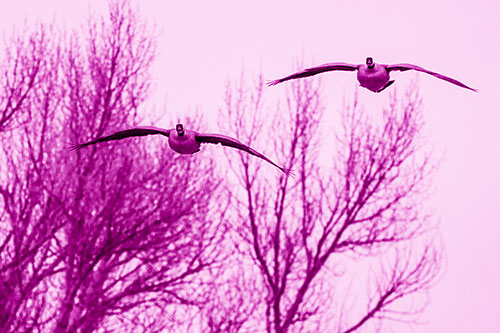 Two Canadian Geese Honking During Flight (Pink Shade Photo)