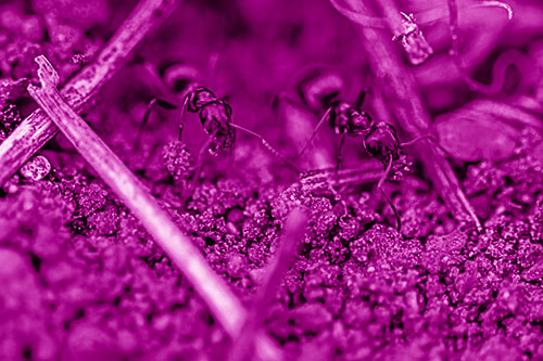 Two Carpenter Ants Working Hard Among Soil (Pink Shade Photo)
