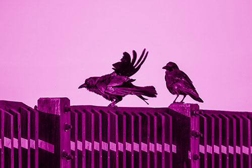 Two Crows Gather Along Wooden Fence (Pink Shade Photo)