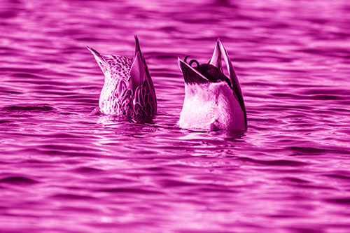 Two Ducks Upside Down In Lake (Pink Shade Photo)