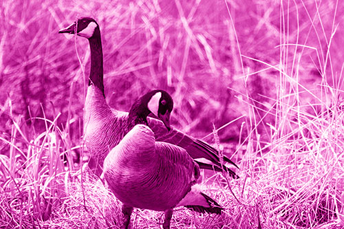 Two Geese Contemplating A Swim In Lake (Pink Shade Photo)