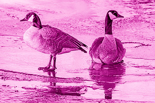 Two Geese Embrace Sunrise Atop Ice Frozen River (Pink Shade Photo)