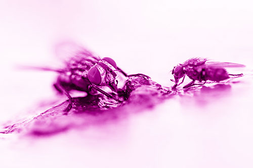 Two Hungry Cluster Flies Feasting Together (Pink Shade)