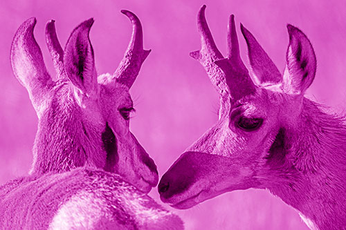 Two Loving Pronghorns Kissing Each Other (Pink Shade)