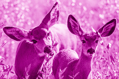 Two Mule Deer Enjoying Leafy Breakfast (Pink Shade)