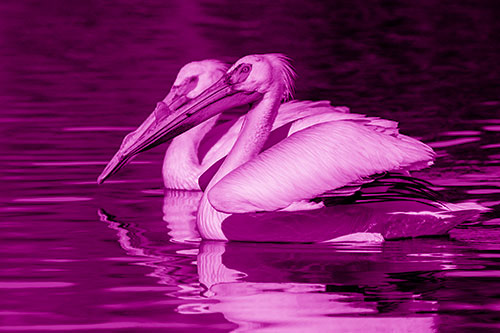 Two Pelicans Swimming In Unison (Pink Shade)
