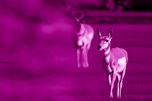 Two Pronghorns Walking Across Freshly Cut Grass (Pink Shade Photo)