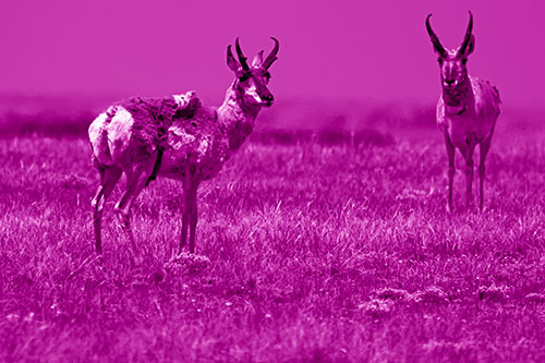 Two Shedding Pronghorns Among Grass (Pink Shade Photo)