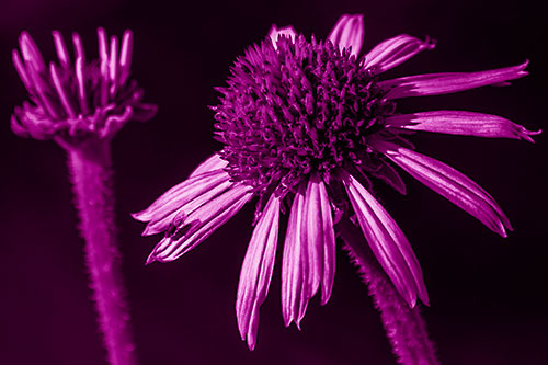 Two Towering Coneflowers Blossoming (Pink Shade Photo)