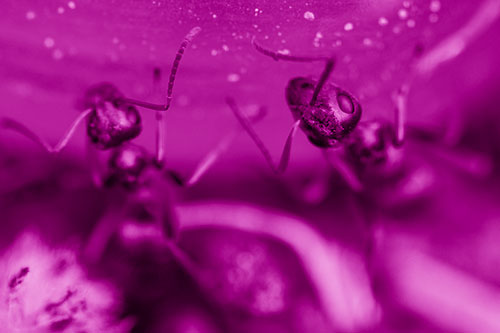 Two Vertical Climbing Carpenter Ants (Pink Shade Photo)