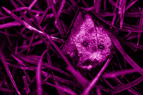 Upset Decaying Leaf Face Hiding Among Twisting Grass Blades (Pink Shade)