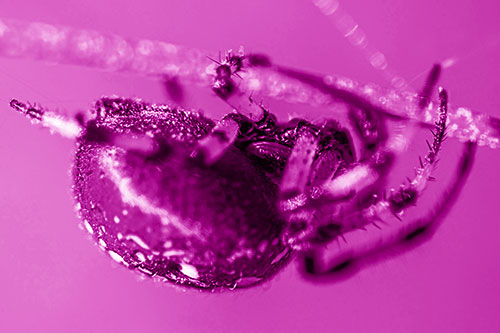 Upside Down Furrow Orb Weaver Spider Crawling Along Stem (Pink Shade)