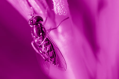 Vertical Leg Contorting Hoverfly (Pink Shade Photo)