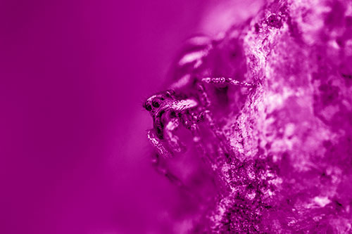 Vertical Perched Jumping Spider Extends Fangs (Pink Shade Photo)