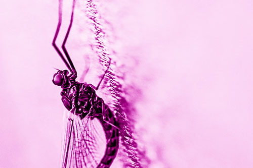 Vertical Perched Mayfly Sleeping (Pink Shade Photo)