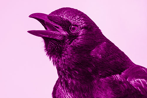 Vocal Crow Cawing Towards Sunlight (Pink Shade Photo)