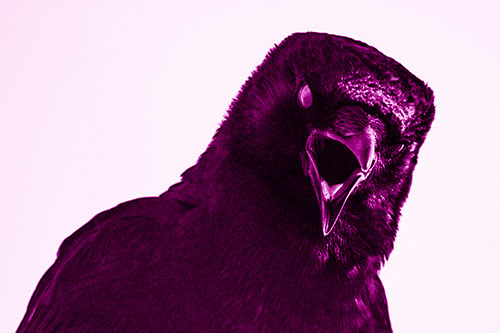 Vocal Glaze Eyed Crow Cawing Down Atop Tree Branch (Pink Shade)